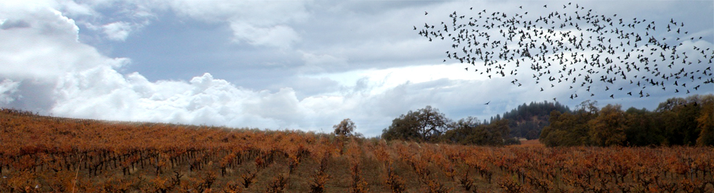 Driven Cellars Homepage Image